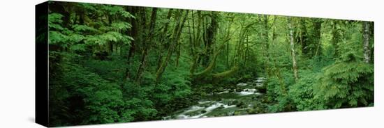 Creek Flowing Through a Forest, Canning Creek, Quinault Rain Forest, Olympic National Park-null-Premier Image Canvas