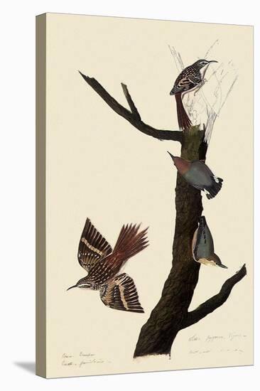 Creepers and Nuthatches-John James Audubon-Premier Image Canvas