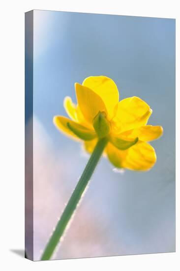 Creeping Buttercup Flower Against Sky-null-Premier Image Canvas