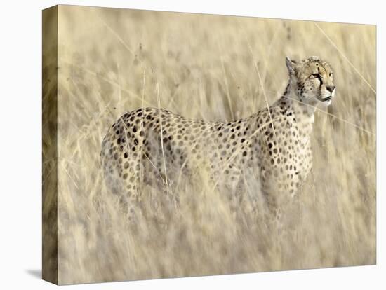 Creeping Cheetah-Wink Gaines-Stretched Canvas