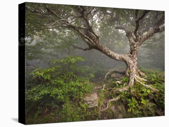 Creepy Fairytale Tree Spooky Forest Fog Appalachian Nc Fantasy Landscape-daveallenphoto-Premier Image Canvas