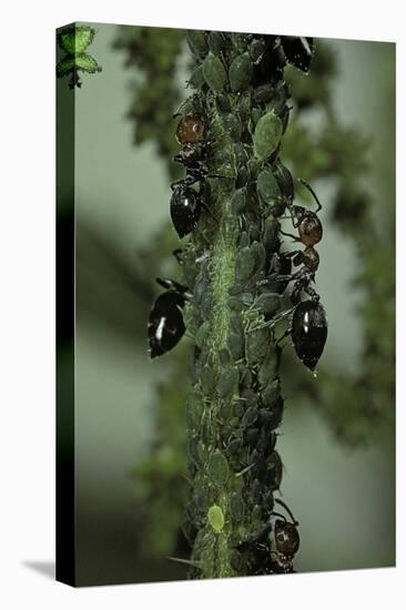 Crematogaster Scutellaris - Ants with Aphids-Paul Starosta-Premier Image Canvas