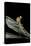 Creobroter Gemmatus (Jeweled Flower Mantis)-Paul Starosta-Premier Image Canvas