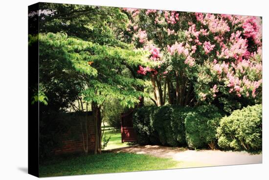 Crepe Myrtle II-Alan Hausenflock-Premier Image Canvas