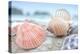 Crescent Beach Shells 10-Alan Blaustein-Premier Image Canvas