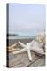 Crescent Beach Shells 14-Alan Blaustein-Premier Image Canvas