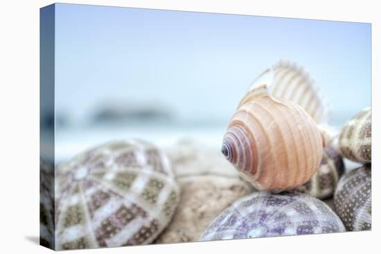 Crescent Beach Shells 15-Alan Blaustein-Premier Image Canvas