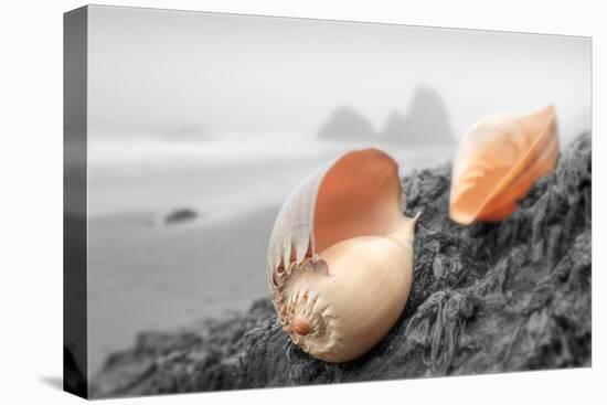 Crescent Beach Shells #20-Alan Blaustein-Premier Image Canvas