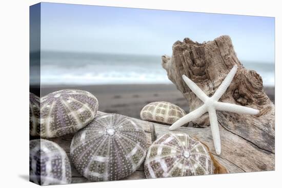 Crescent Beach Shells 5-Alan Blaustein-Premier Image Canvas