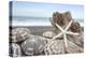 Crescent Beach Shells 5-Alan Blaustein-Premier Image Canvas