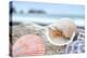 Crescent Beach Shells 9-Alan Blaustein-Premier Image Canvas