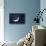 Crescent Moon with Earthshine-Detlev Van Ravenswaay-Premier Image Canvas displayed on a wall