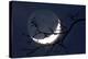 Crescent Moon with Earthshine-Detlev Van Ravenswaay-Premier Image Canvas