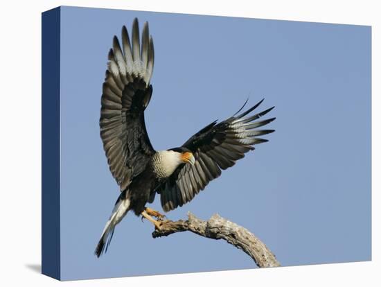 Crested Caracara Landing on Tree Branch, Cozad Ranch, Linn, Texas, USA-Arthur Morris-Premier Image Canvas