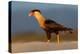 crested caracara walking on beach, mexico-claudio contreras-Premier Image Canvas