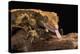 Crested Gecko (Correlophus Ciliates), captive, New Caledonia, Pacific-Janette Hill-Premier Image Canvas