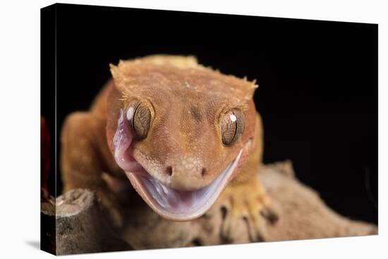 Crested Gecko (Correlophus Ciliates), captive, New Caledonia, Pacific-Janette Hill-Premier Image Canvas