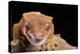 Crested Gecko (Correlophus Ciliates), captive, New Caledonia, Pacific-Janette Hill-Premier Image Canvas