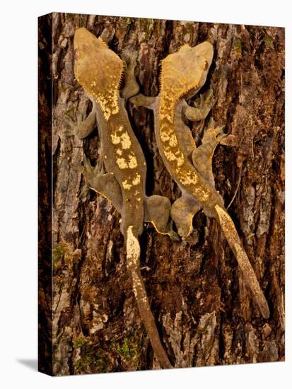 Crested Gecko, Rhacodactylus Ciliatus, Native to New Caledonia-David Northcott-Premier Image Canvas