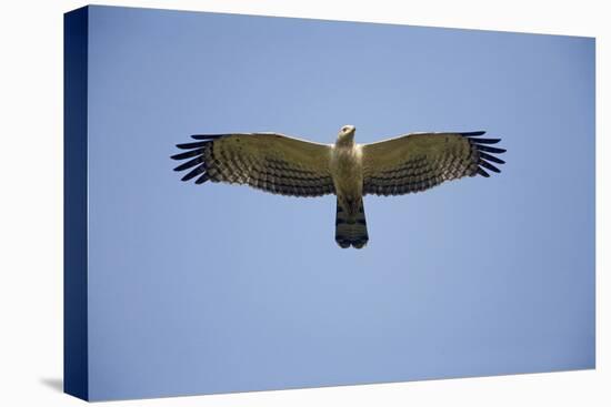 Crested Honey Buzzard in Flight-null-Premier Image Canvas