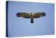 Crested Honey Buzzard in Flight-null-Premier Image Canvas