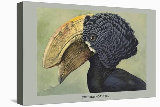 Crested Hornbill-Louis Agassiz Fuertes-Stretched Canvas