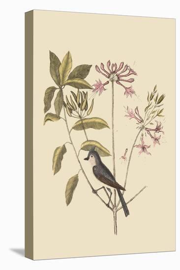 Crested Titmous-Mark Catesby-Stretched Canvas