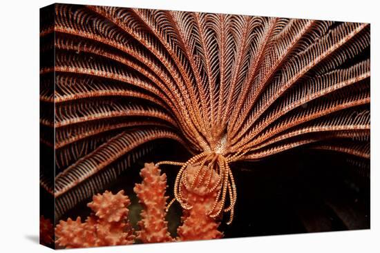 Crevice Crinoid (Comanthus Parvicirrus), Pacific Ocean, Panglao Island.-Reinhard Dirscherl-Premier Image Canvas