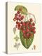 Crimson Berries II-Samuel Curtis-Stretched Canvas
