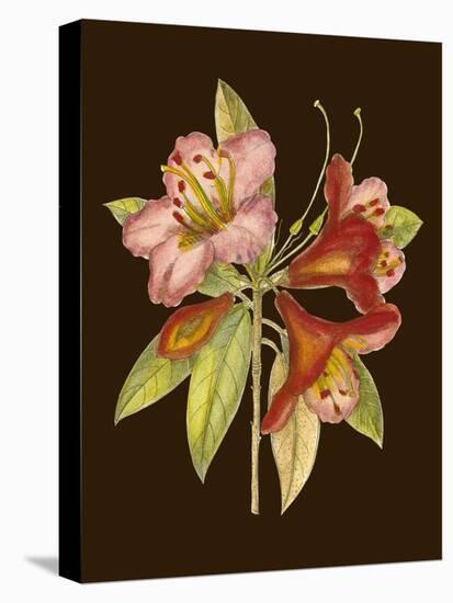 Crimson Blooms I-Samuel Curtis-Stretched Canvas