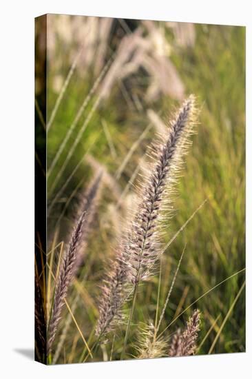 Crimson Fountain Grass, USA-Lisa Engelbrecht-Premier Image Canvas