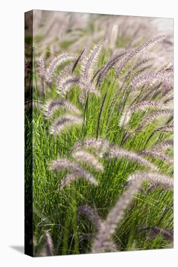 Crimson Fountain Grass, USA-Lisa Engelbrecht-Premier Image Canvas