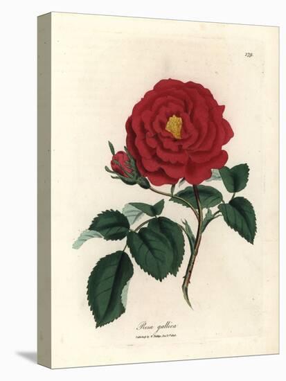 Crimson Officinal Rose, Rosa Gallica-James Sowerby-Premier Image Canvas