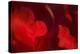Crimson Petals I-Rita Crane-Premier Image Canvas