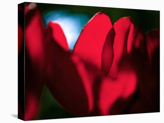 Crimson Petals-Howard Ruby-Premier Image Canvas