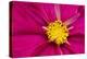 Crimson Pink Cosmos Flower-Cora Niele-Premier Image Canvas