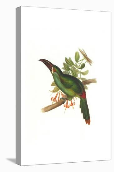 Crimson Rumped Toucanet-John Gould-Stretched Canvas