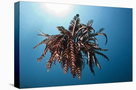 Crinoid Swimming (Comantheria), Alam Batu, Bali, Indonesia-Reinhard Dirscherl-Premier Image Canvas