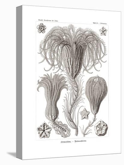 Crinoidea, 1899-1904-null-Premier Image Canvas