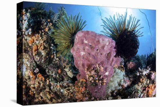 Crinoids Cling to a Large Sponge on a Healthy Coral Reef-Stocktrek Images-Premier Image Canvas