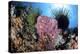 Crinoids Cling to a Large Sponge on a Healthy Coral Reef-Stocktrek Images-Premier Image Canvas