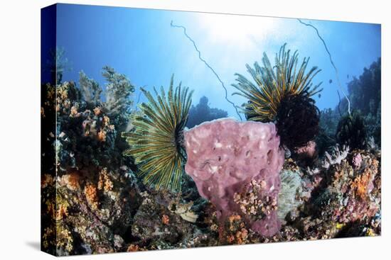 Crinoids Cling to a Large Sponge on a Healthy Coral Reef-Stocktrek Images-Premier Image Canvas