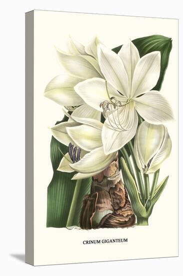 Crinum Giganteum - Medicinal-Louis Van Houtte-Stretched Canvas