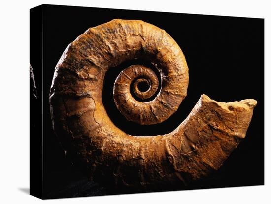 Crioceratite Fossil-Layne Kennedy-Premier Image Canvas