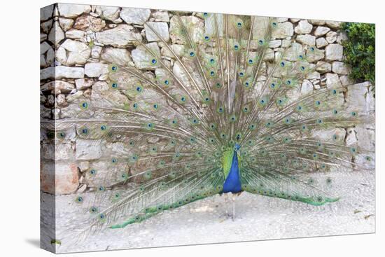 Croatia, Dubrovnik, Lokrum Island. Peacock courtship display.-Trish Drury-Premier Image Canvas