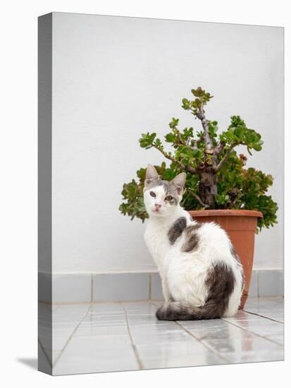 Croatia, Hvar. Domestic cat sitting by a potted jade plant along the street.-Julie Eggers-Premier Image Canvas