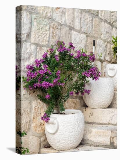 Croatia, Hvar. Potted purple plants in pots on steps.-Julie Eggers-Premier Image Canvas