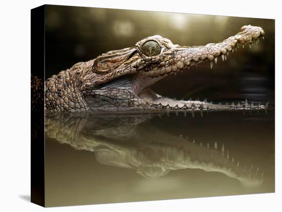 Croc-Fahmi Bhs-Premier Image Canvas