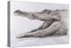 Crocodile, 2005-Lincoln Seligman-Premier Image Canvas