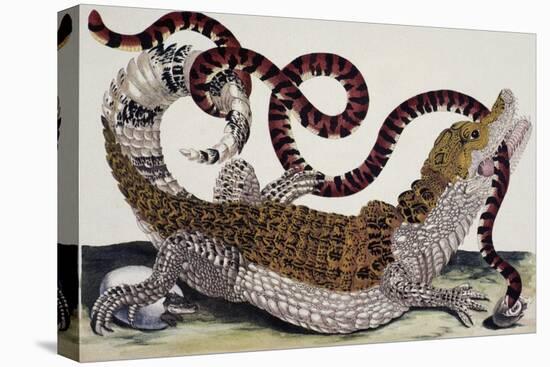 Crocodile and Snake-Maria Sibylla Merian-Premier Image Canvas